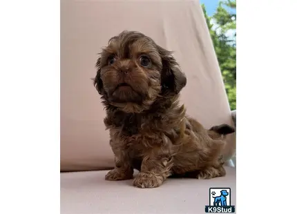 Shih Tzu