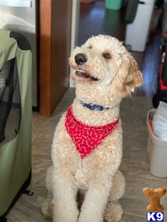 a goldendoodles dog wearing a sweater