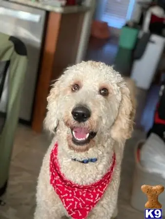 Goldendoodles stud dog