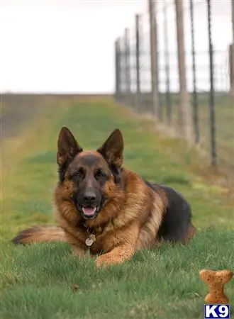 German Shepherd stud dog