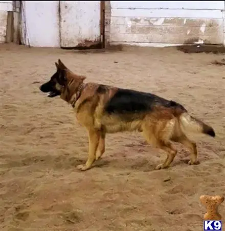 German Shepherd stud dog