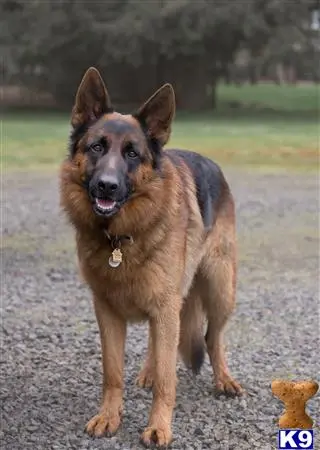 German Shepherd stud dog