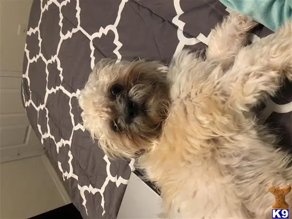 Shih Tzu