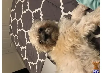 Shih Tzu