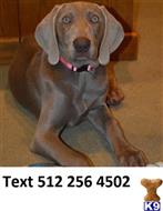 weimaraner puppy posted by hicynthiadave
