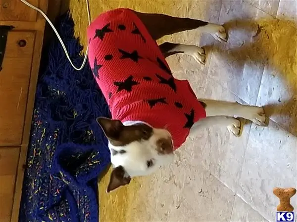 Boston Terrier female dog: Boston Terrier wearing a red sweater with black stars