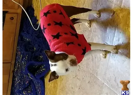 Boston Terrier female dog: Boston Terrier wearing a red sweater with black stars