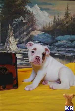 Bulldog puppy for sale