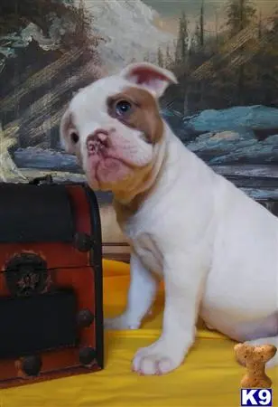 Bulldog puppy for sale