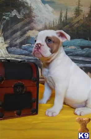 Bulldog puppy for sale