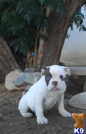 English Bulldog puppy for sale