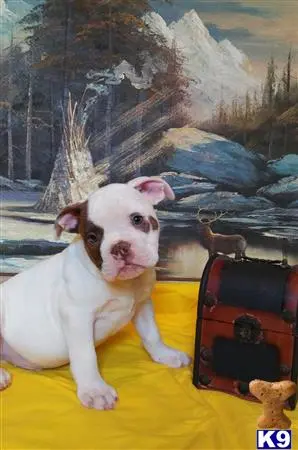 English Bulldog puppy for sale