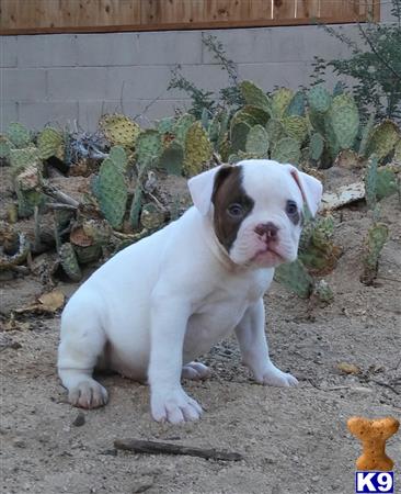 a english bulldog dog sitting on the ground