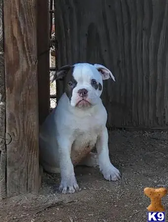 English Bulldog puppy for sale