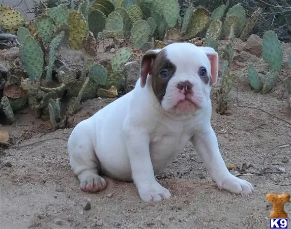 English Bulldog puppy for sale