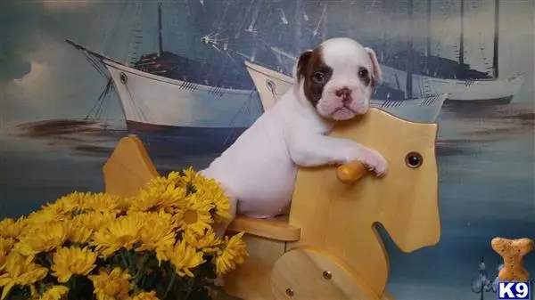 English Bulldog puppy for sale