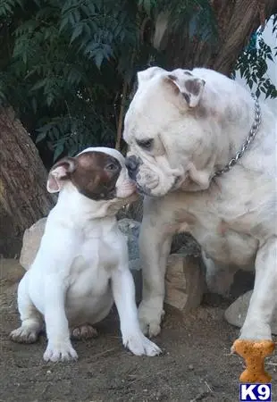 English Bulldog puppy for sale