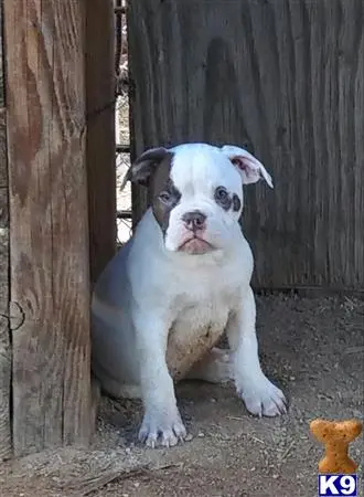 English Bulldog puppy for sale