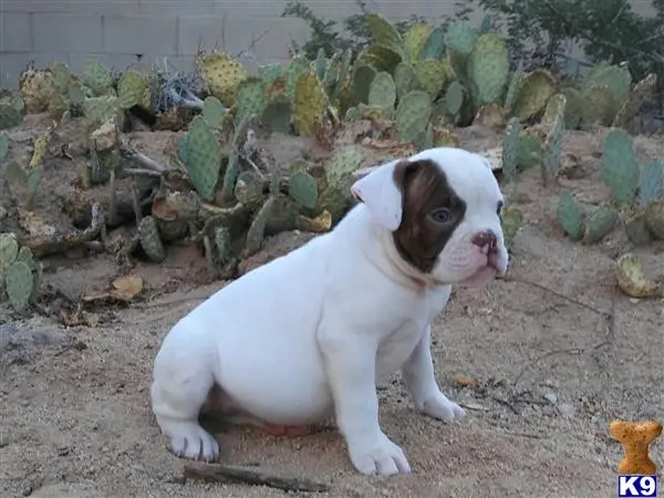 English Bulldog puppy for sale