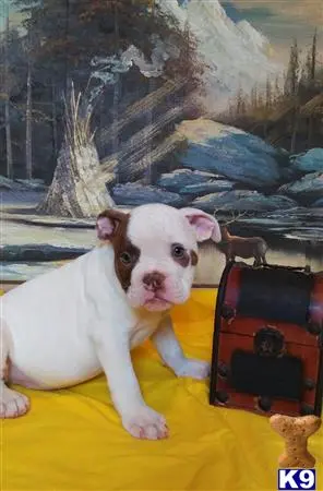 English Bulldog puppy for sale