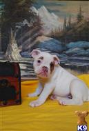 bulldog puppy posted by highdesertbulldogs