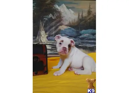 a bulldog dog sitting on a yellow surface