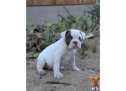 a english bulldog dog sitting on the ground