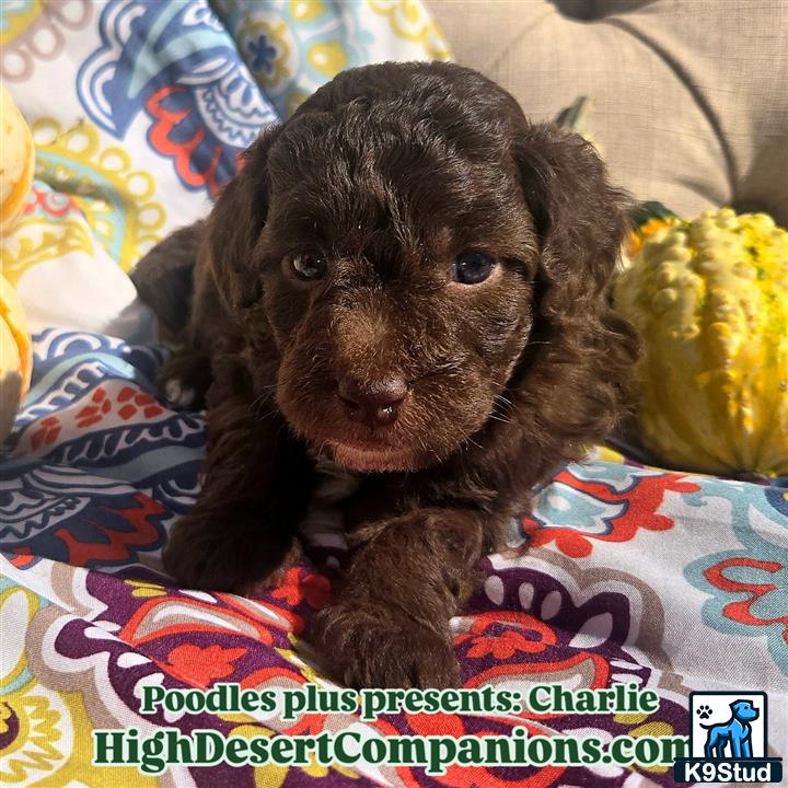 a aussiedoodle puppy on a blanket