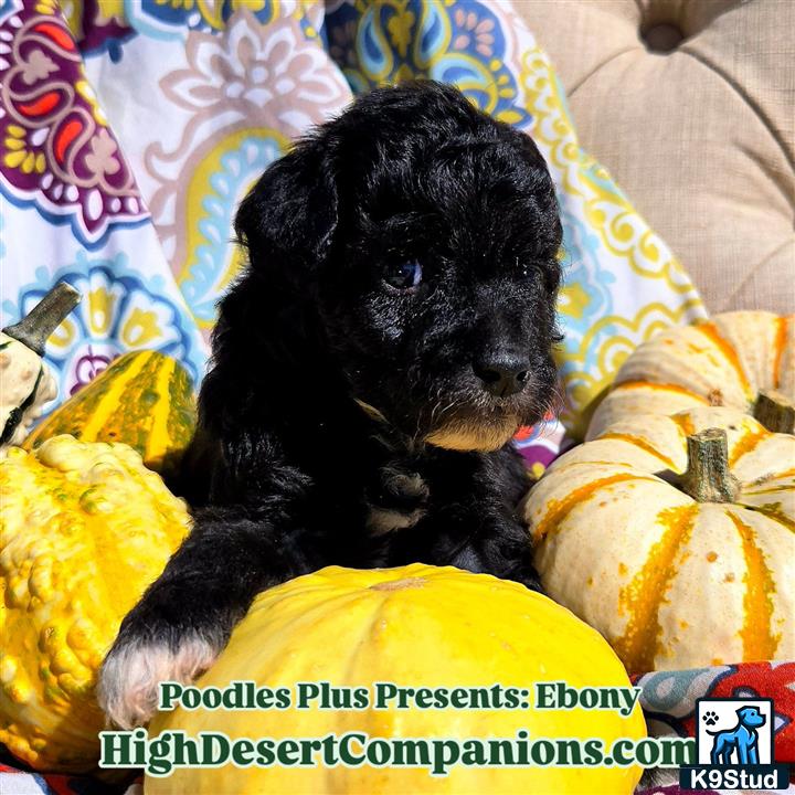 a aussiedoodle dog lying on a couch