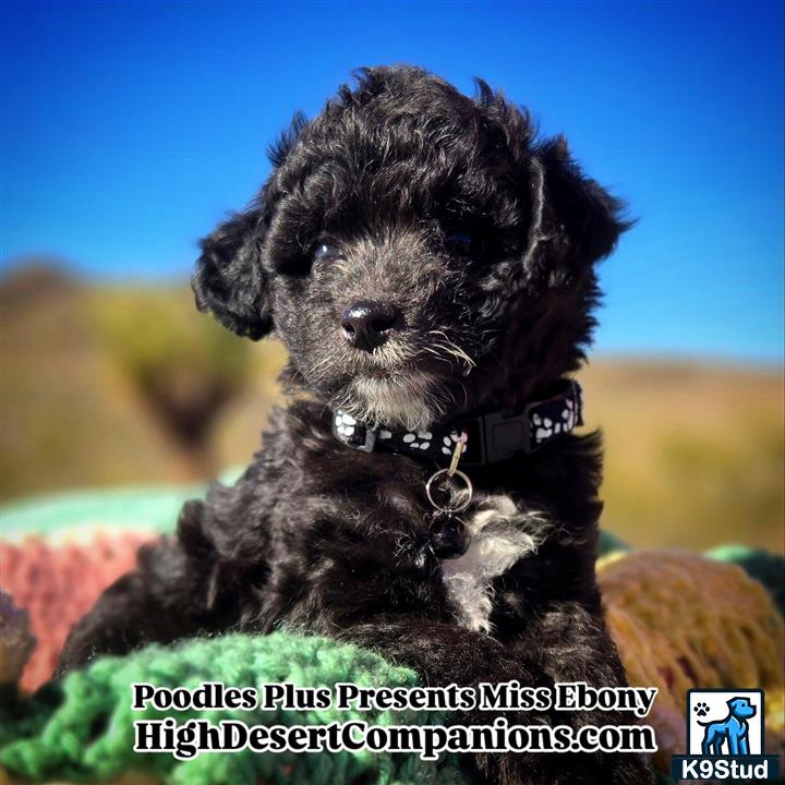 a aussiedoodle dog sitting on grass