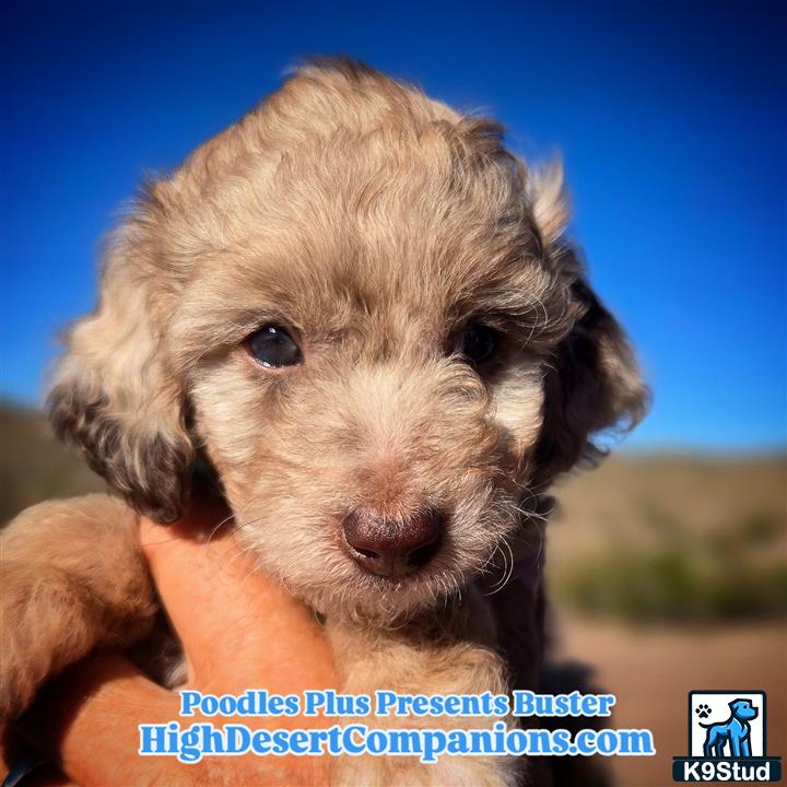 a aussiedoodle puppy being held by a person