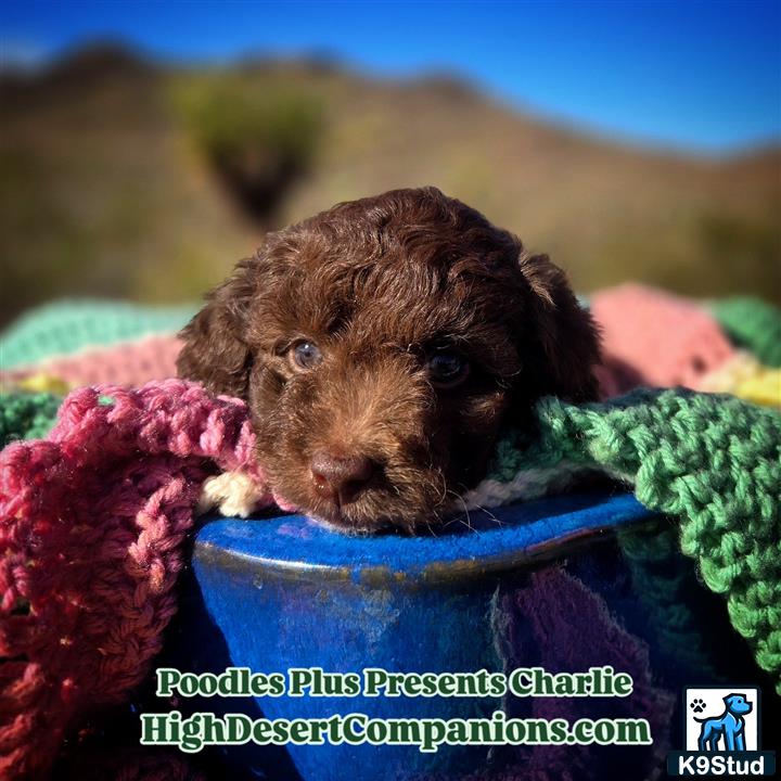 a aussiedoodle dog in a bowl of water