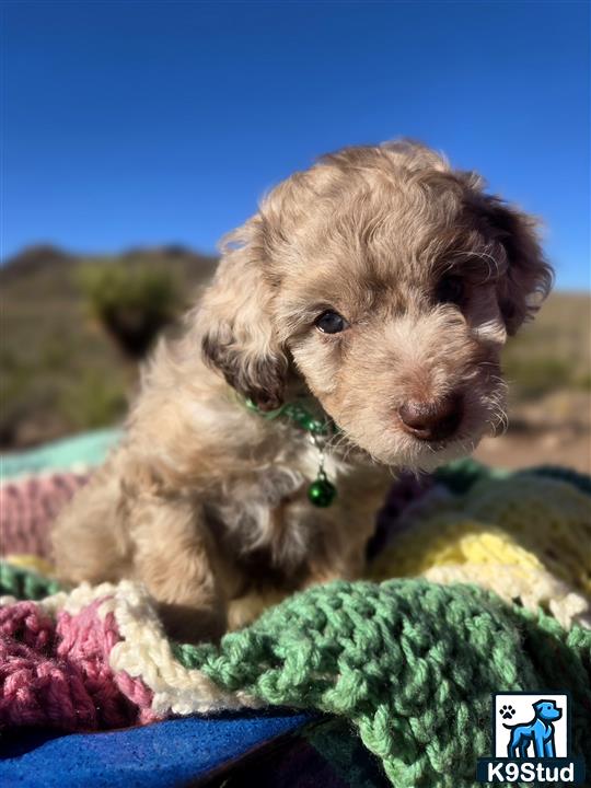 a aussiedoodle dog lying on a blanket