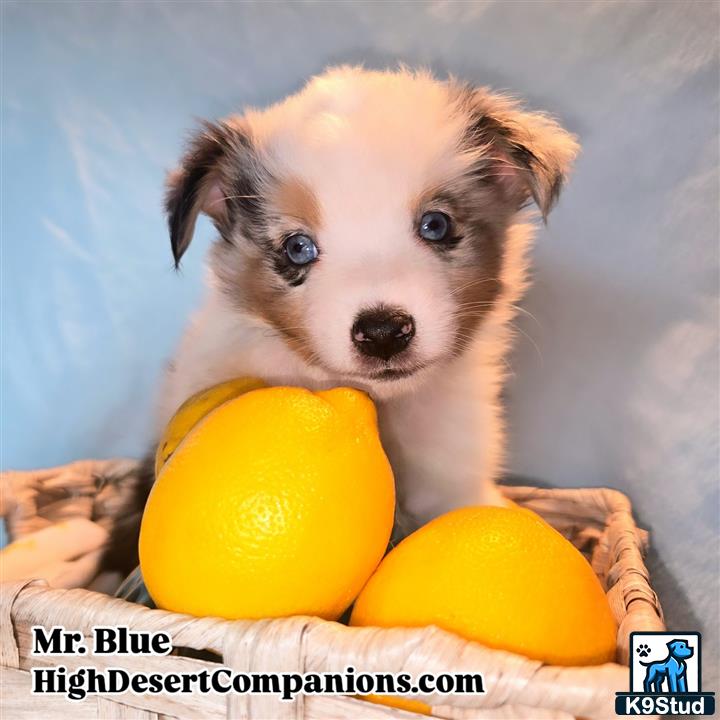 a australian shepherd dog holding a bunch of lemons