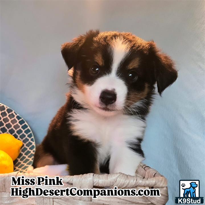 a australian shepherd dog sitting on a couch