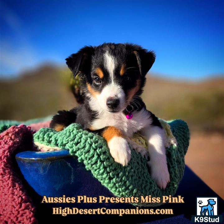 a australian shepherd dog in a garment