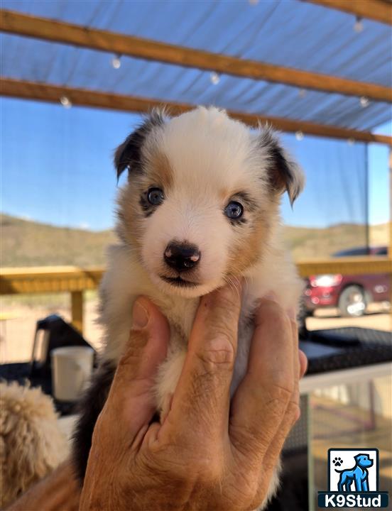 a person holding a australian shepherd dog