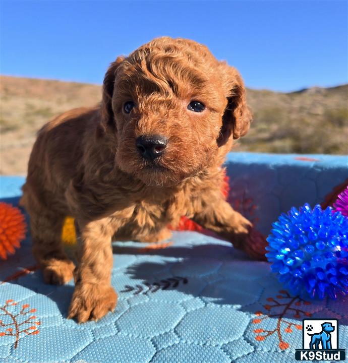 a poodle puppy sitting on a blanket