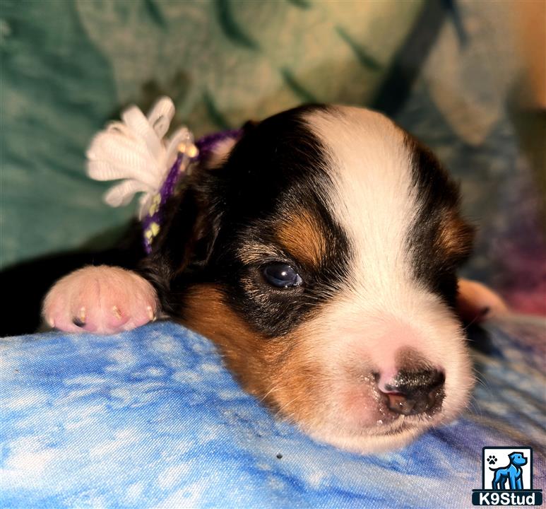 a miniature australian shepherd puppy with a flower on its head
