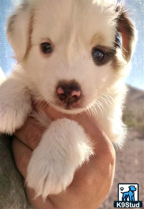 a miniature australian shepherd dog with its paws on its face