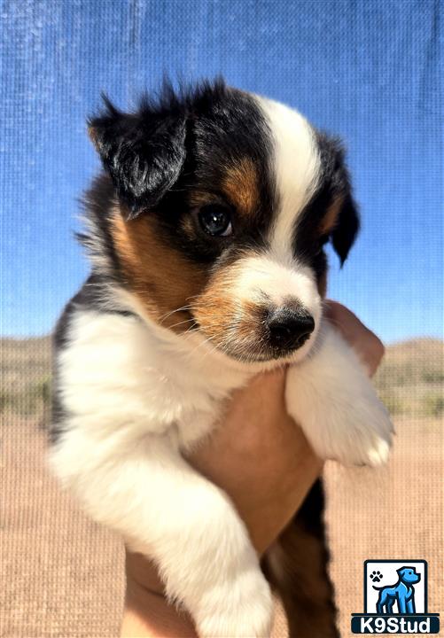 a person holding a miniature australian shepherd puppy