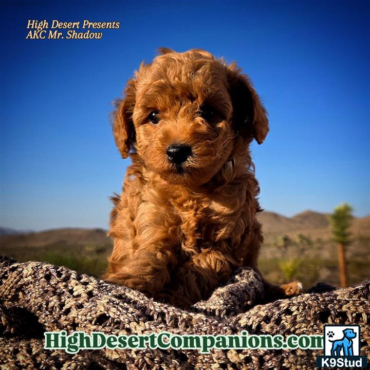 a poodle dog sitting on a log