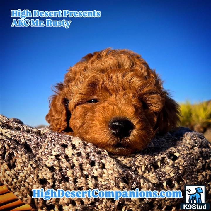 a poodle dog lying on a rock