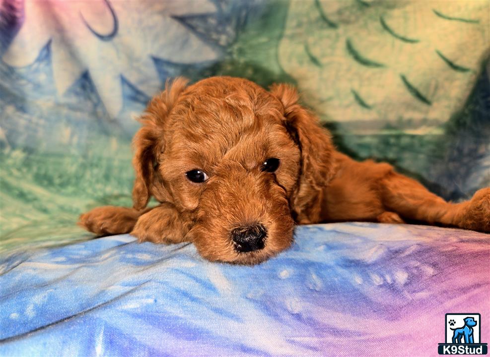 Poodle