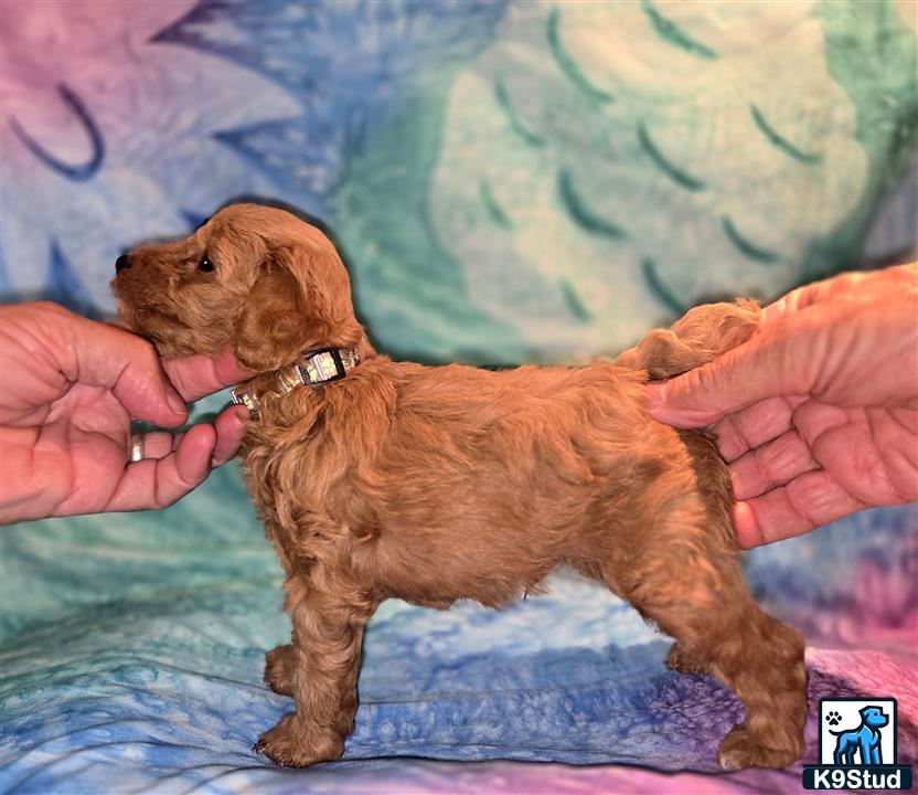 a poodle dog being petted by a hand