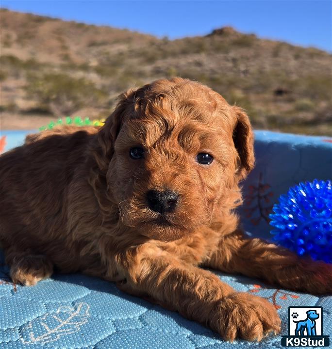 a poodle dog lying on a blanket