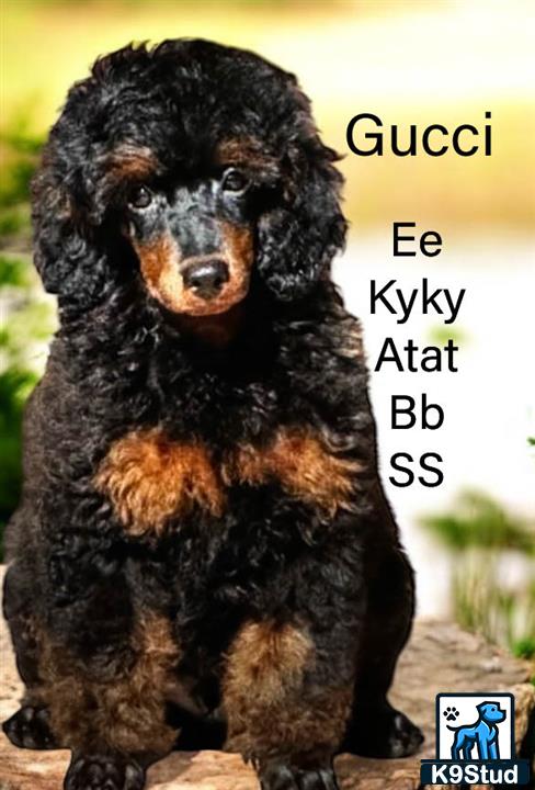 Poodle stud dog