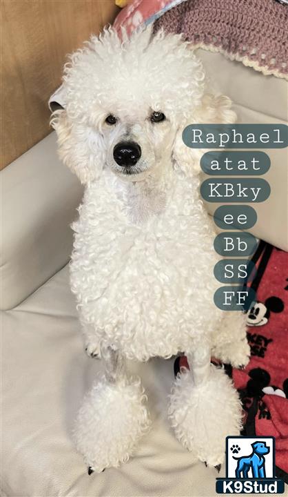 Poodle stud dog