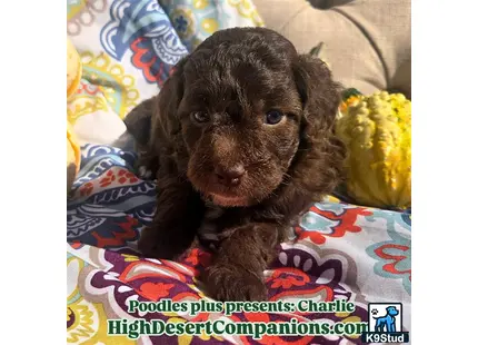 a aussiedoodle puppy on a blanket