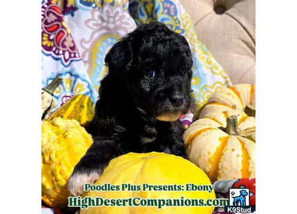 Aussiedoodle
